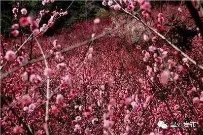 温州二线城市房租吊打一线城市,温州二线城市全景图