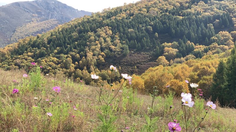 自然写作素材,草木恩典主题思想
