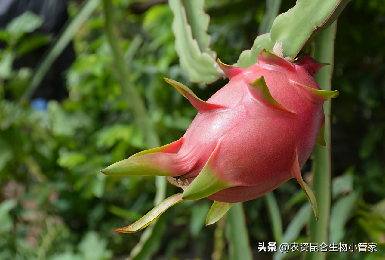 火龙果腐烂病的治疗方法,火龙果根腐病如何治疗