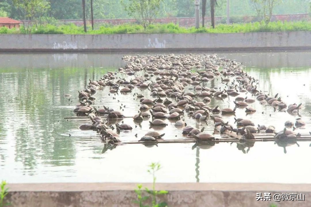 湖北京山有个农场,湖北省京山市农场