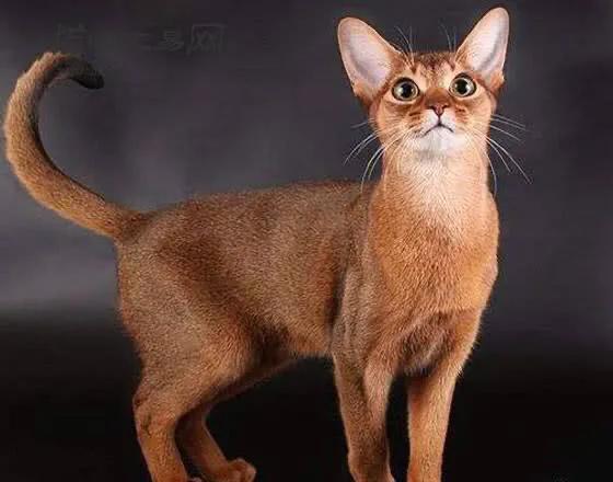 五十种可爱的猫咪,高贵的猫咪