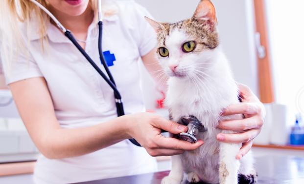 猫咪流鼻涕了用什么药,猫咪流鼻涕是什么原因引起的