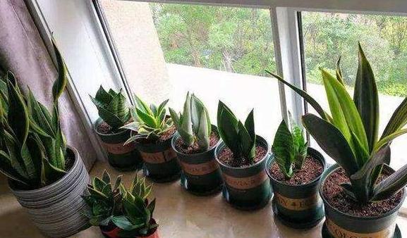 虎皮兰长出了小苗怎么养,虎皮兰幼根怎么培养新根