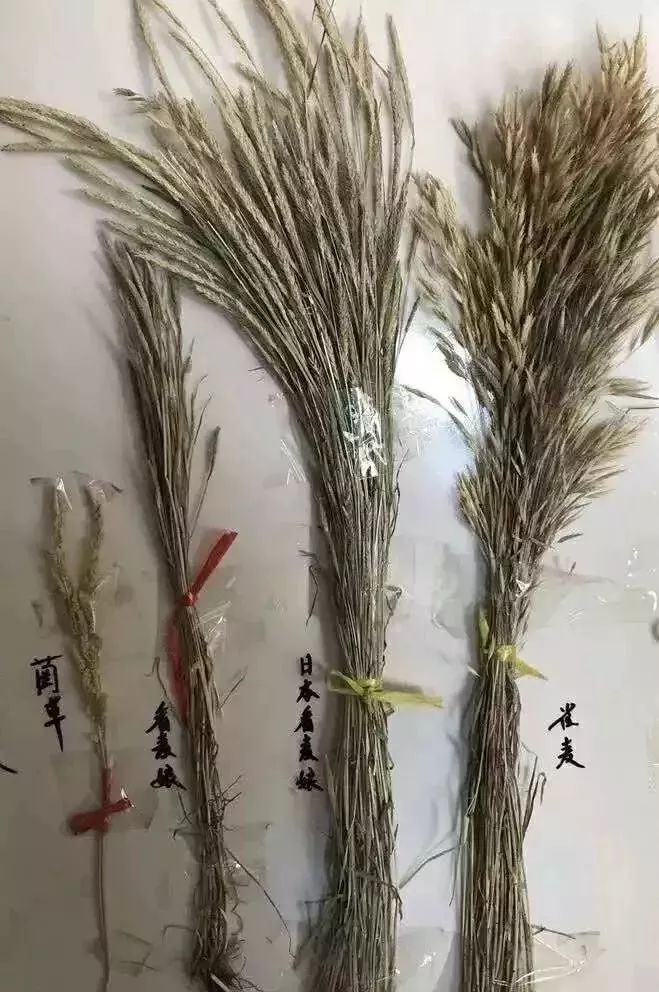 麦田里节节麦怎样根除,节节麦该怎么防治才安全有效