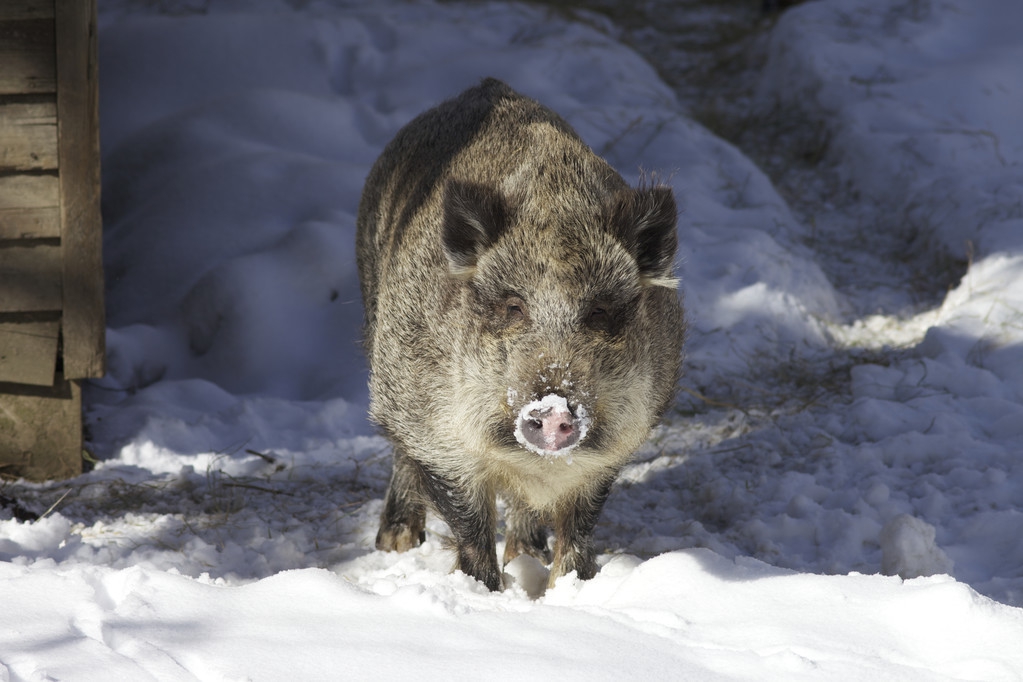 最新的国家重点保护野生动物,野生动物保护野生动物