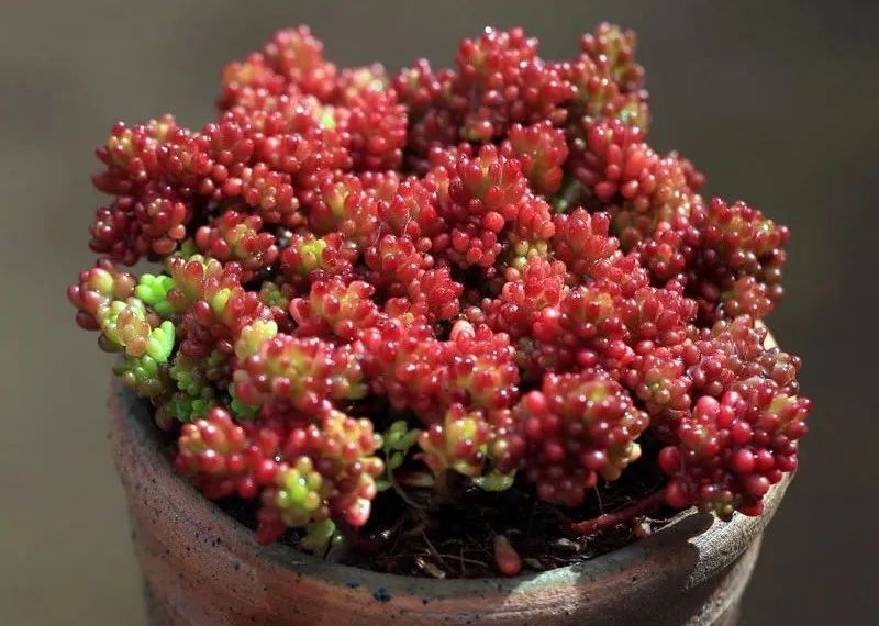 颗颗饱满的果实,颗颗饱满黄金果