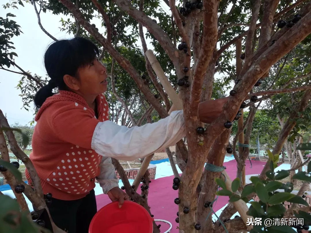 神奇!太平金门有种长在树干上的果子!