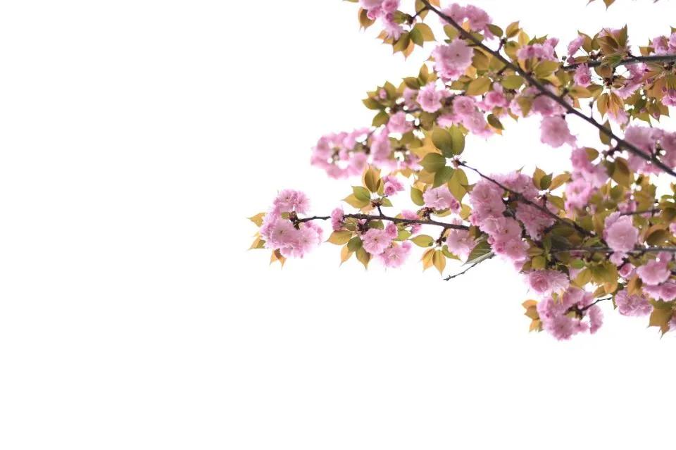 这等世外仙境竟然在西南交通大学希望学院?