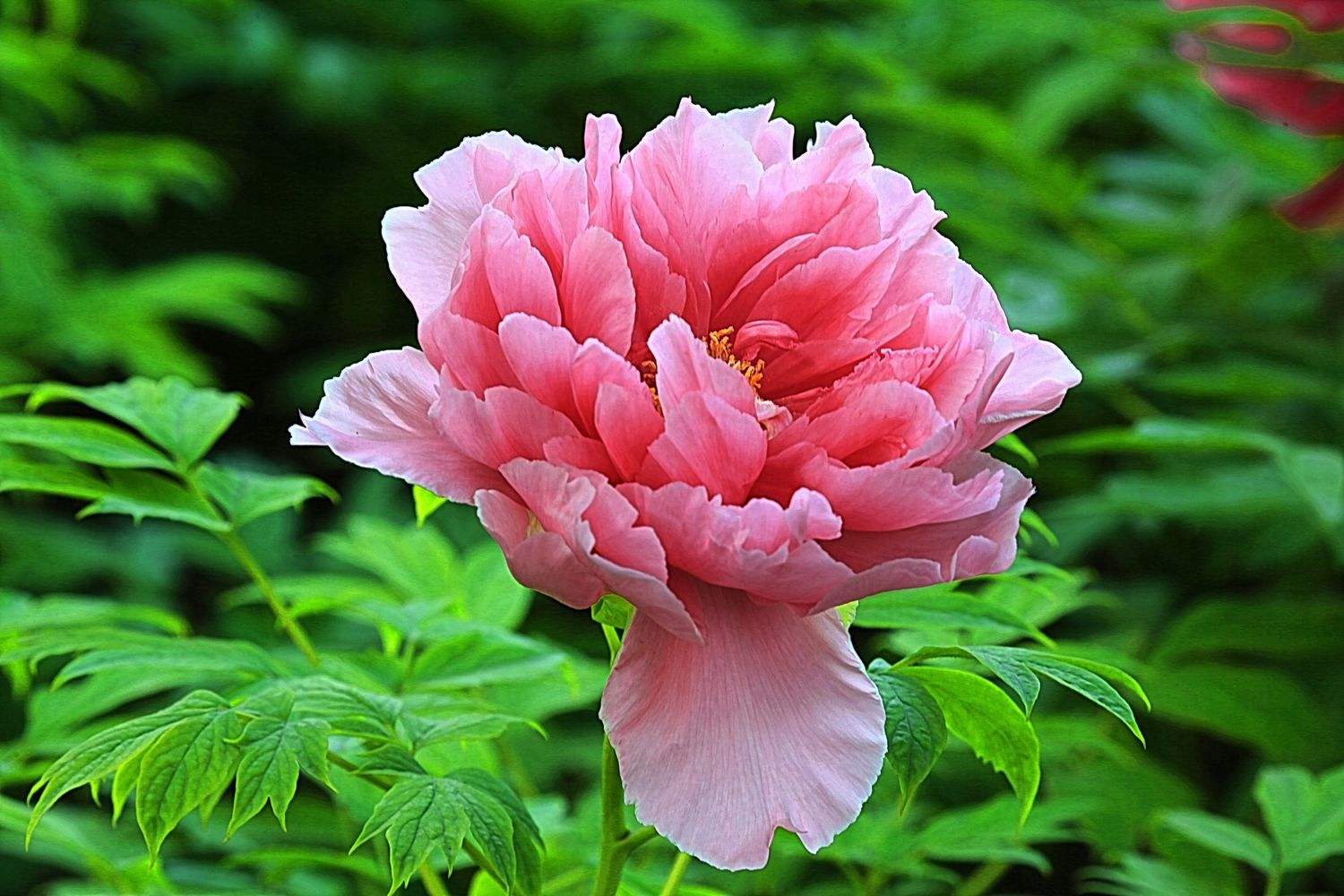 社戏导学案,社戏第一课11段仿写