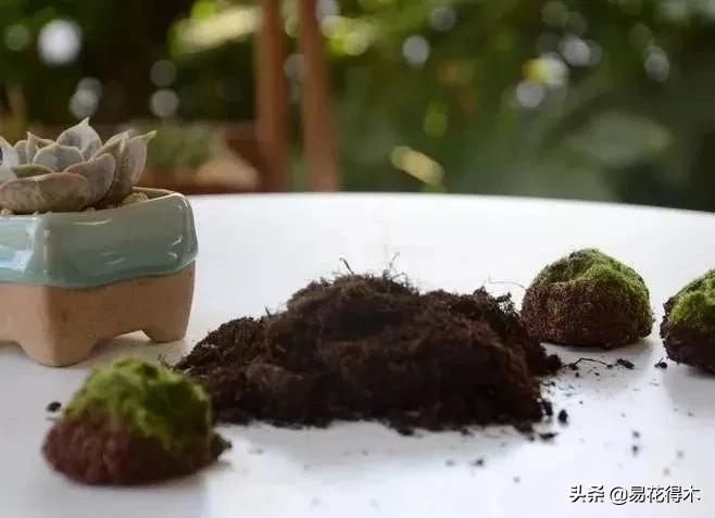 花卉栽培｜蛇木、泥炭、椰糠、松针，这些纤维类植料有什么优点？