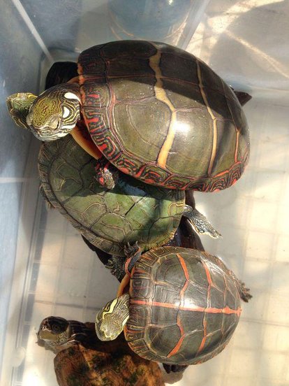 被过分*制抵**的爬宠，能不能存在于阳光之下？