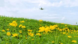 来成都打卡空港花田,成都双流空港花田打卡看飞机
