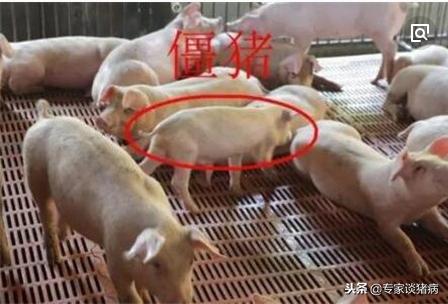 猪场口蹄疫猪会全部发病吗,猪群中发生口蹄疫怎么办