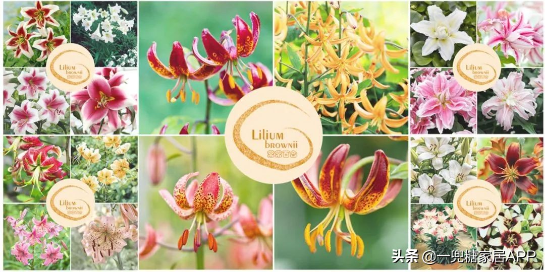 开花植物店铺推荐,适合店铺开花植物