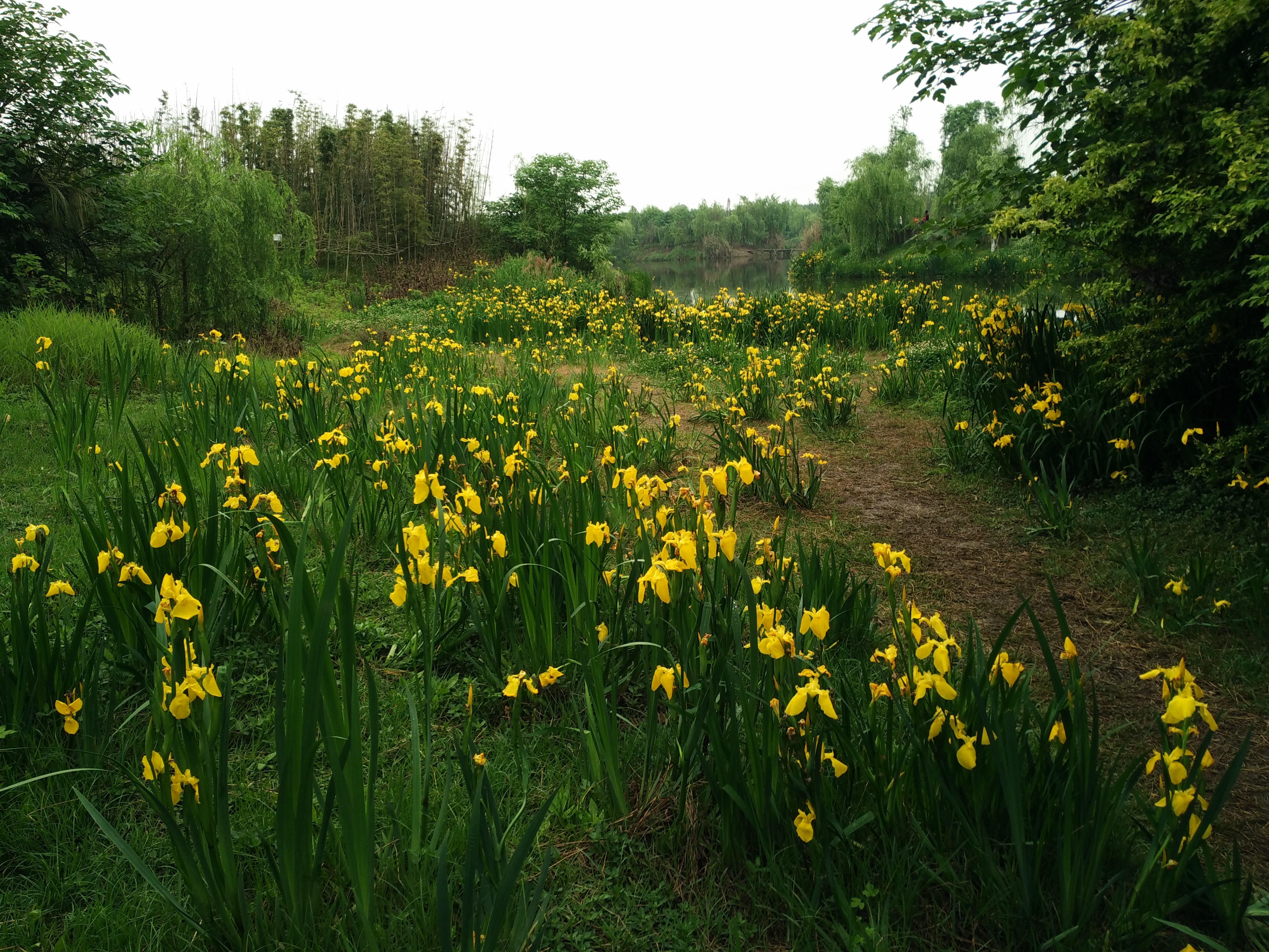 成都周边适合秋天看花的地方,成都周边看花攻略国庆节