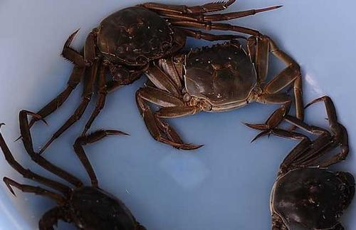 活螃蟹放冰箱第二天怎么吃,吃不完的螃蟹应怎样保存比较新鲜