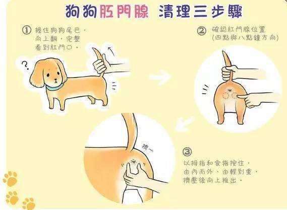 如果你有一只巴哥犬，那么不妨看看这篇文章，或许会收获许多