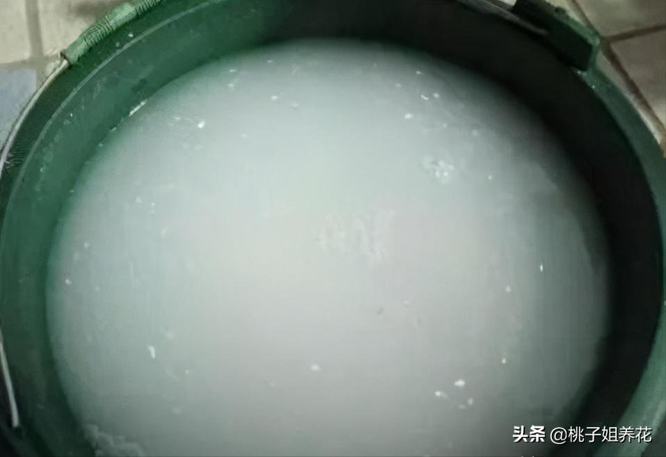 这3种自制“生根水”，用来扦插君子兰、蟹爪兰，插1盆活1盆