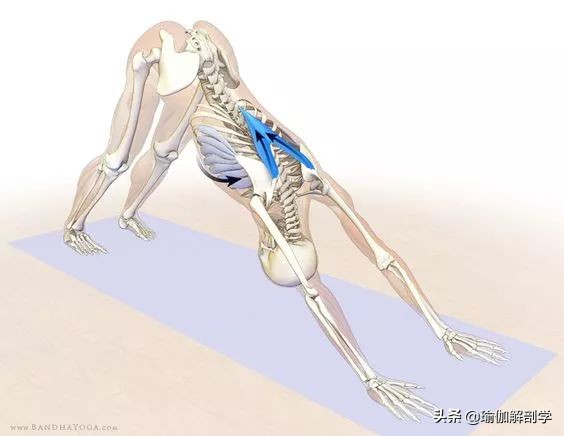 瑜伽下犬式脚迈不到前面怎么办,瑜伽下犬式臀部抬不起来怎么办