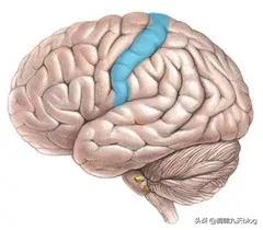 人类大脑如何超越人工智能,人类的出路在于将自身升级为神