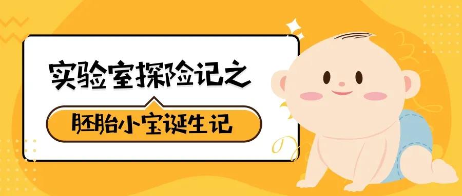 实验室探险记之胚胎小宝诞生记