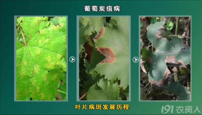 葡萄8月管理,葡萄八月的霜霉防治