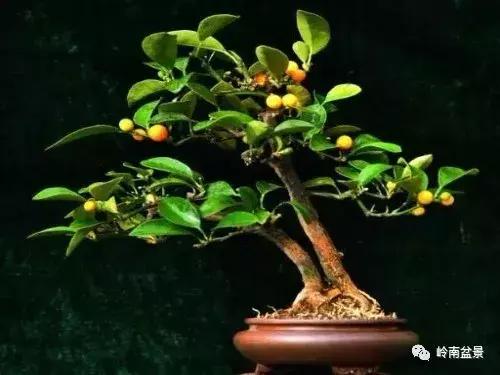 高桩金豆盆景大全,金豆双杆文人盆景欣赏