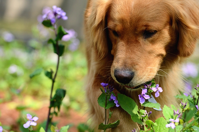 金毛犬喜欢咬东西怎么办,金毛犬为什么喜欢咬鸡