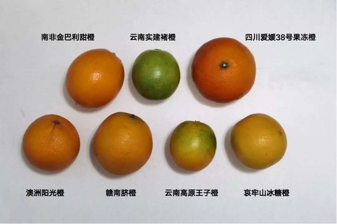 尝遍了热销单上的7种橙子，好百邻金牌保姆最推荐这4种