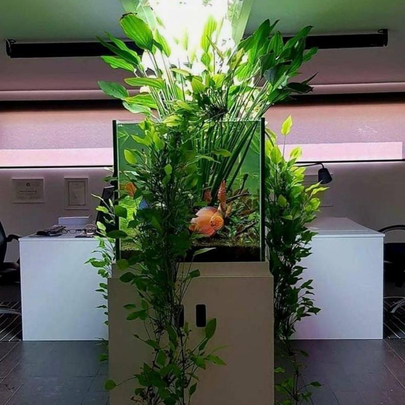 水景鱼缸怎么清理,水景鱼缸怎么清理鱼便