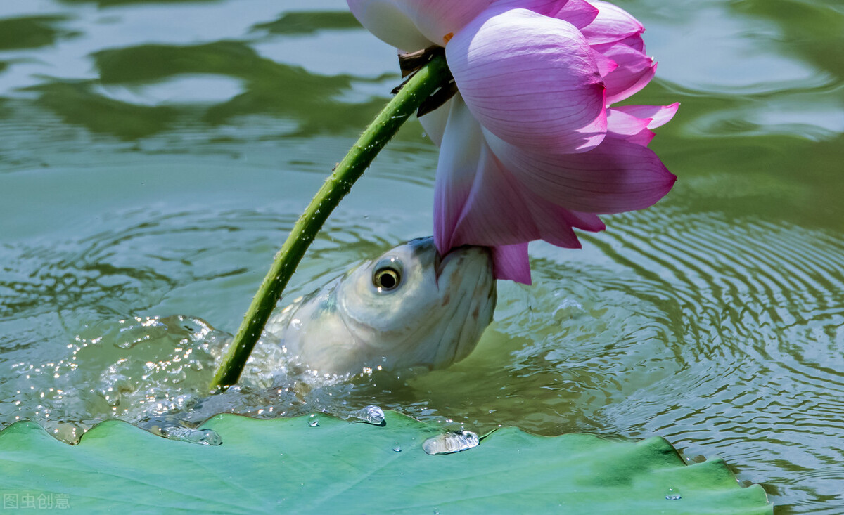 浮钓草鱼钓组怎么用,浮钓草鱼新型钓组