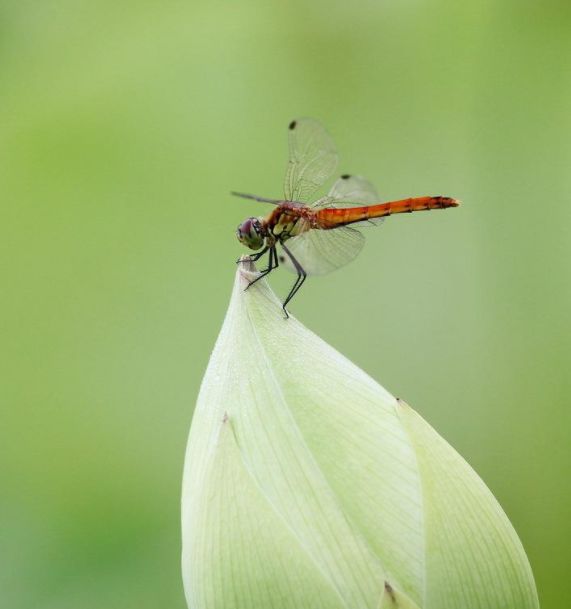 美丽的蜻蜓诗句,描写蜻蜓的诗句古诗大全