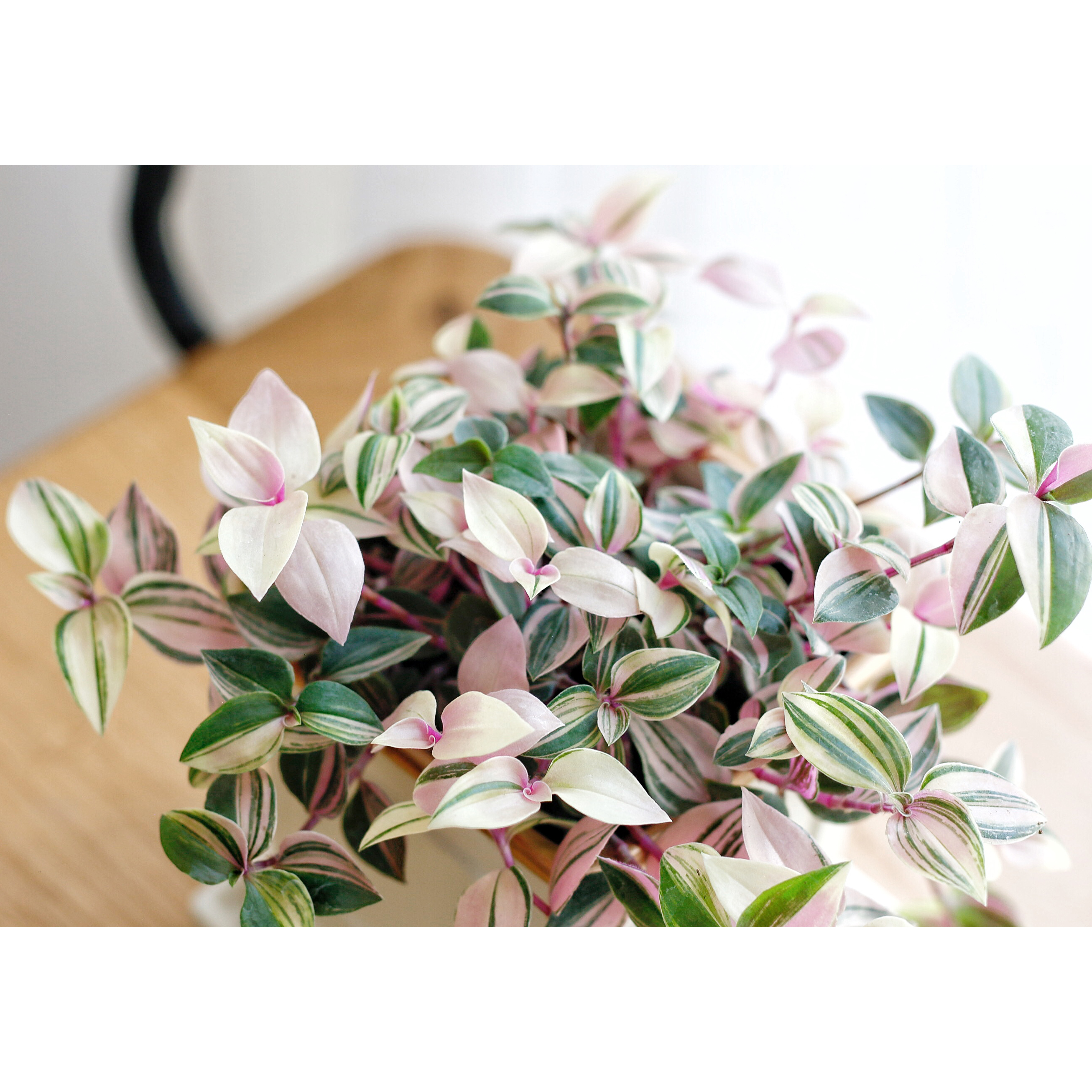 吊兰花卉的种类图片及名称,好看的吊兰植物图片及名称