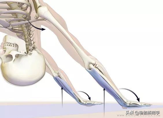 瑜伽下犬式脚迈不到前面怎么办,瑜伽下犬式臀部抬不起来怎么办