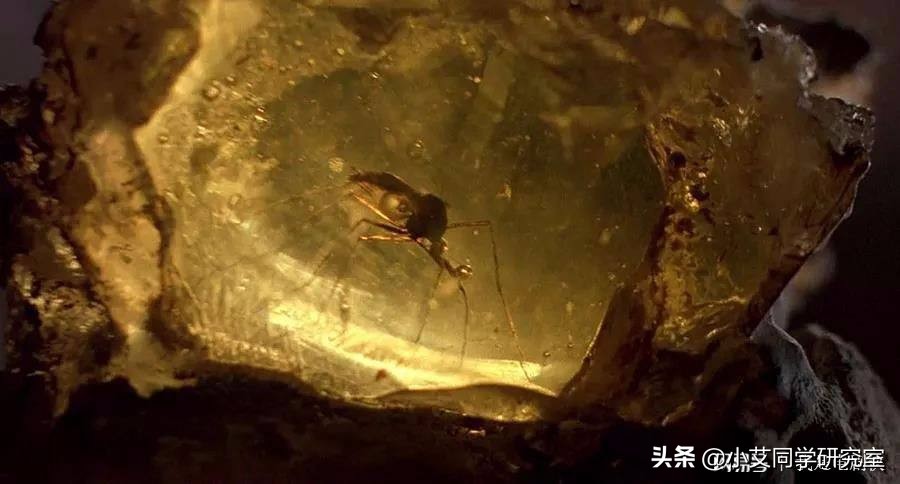 世界上要怎样才能重新复活恐龙,用琥珀复活恐龙动画