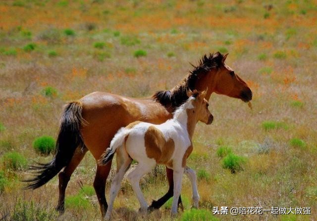 马和驴为什么能产出骡子,马和驴生下的骡子为什么不能生育