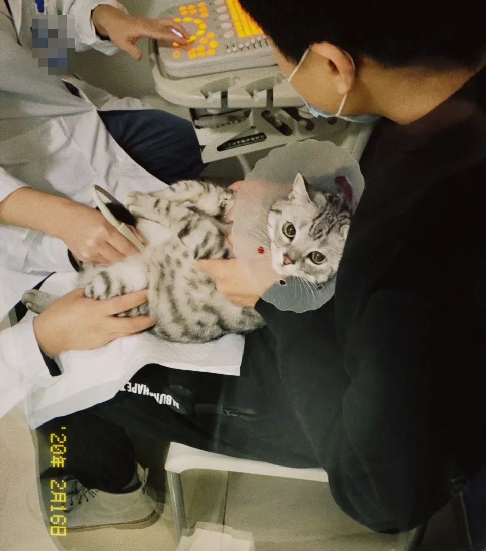 小佩宠物饮水机漏水,小佩饮水机漏电对宠物有害吗