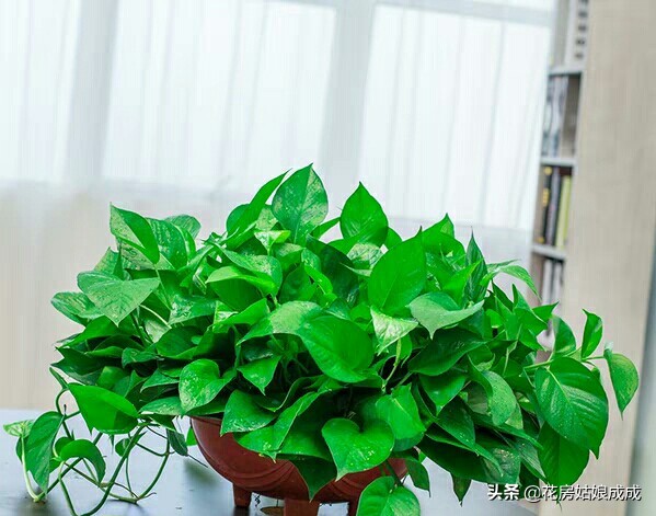 绿萝在长期阴暗环境下下垂打蔫,绿萝叶子下垂发蔫及时补救方法