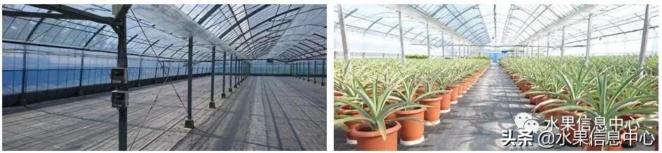 日本农业发达到什么程度?荔枝、香蕉、菠萝竟然用温室来种