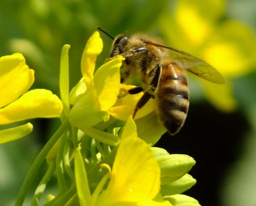 法布尔与昆虫记视频,法布尔和昆虫记资料