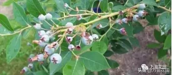 蓝莓缺铁怎么补最快,蓝莓叶子缺铁的表现