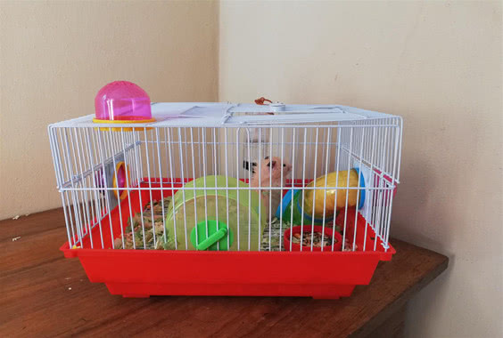 饲养仓鼠怎么选笼子好用,仓鼠冬天笼子可以是铁丝笼吗