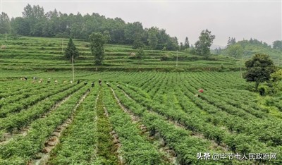 卧这古城萌新芽——重访乌江之六冲河纪行第三十三辑