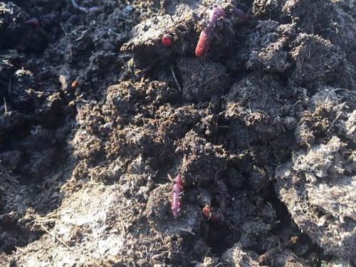 改良土壤是牛粪好还是蚯蚓粪好,蚯蚓粪能改善土壤板结吗