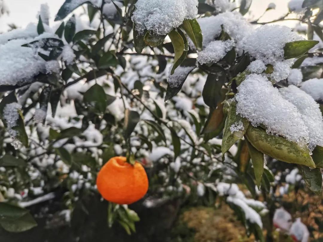 柑橘防冻措施方案,柑橘防冻害的措施