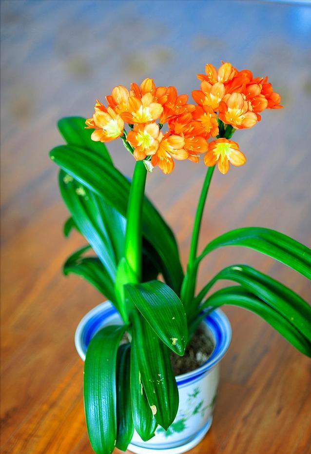 养君子兰记住5个小口诀,君子兰有六项注意事项