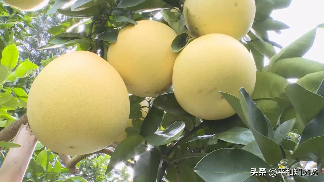 公益直播带货，爱心助农增收