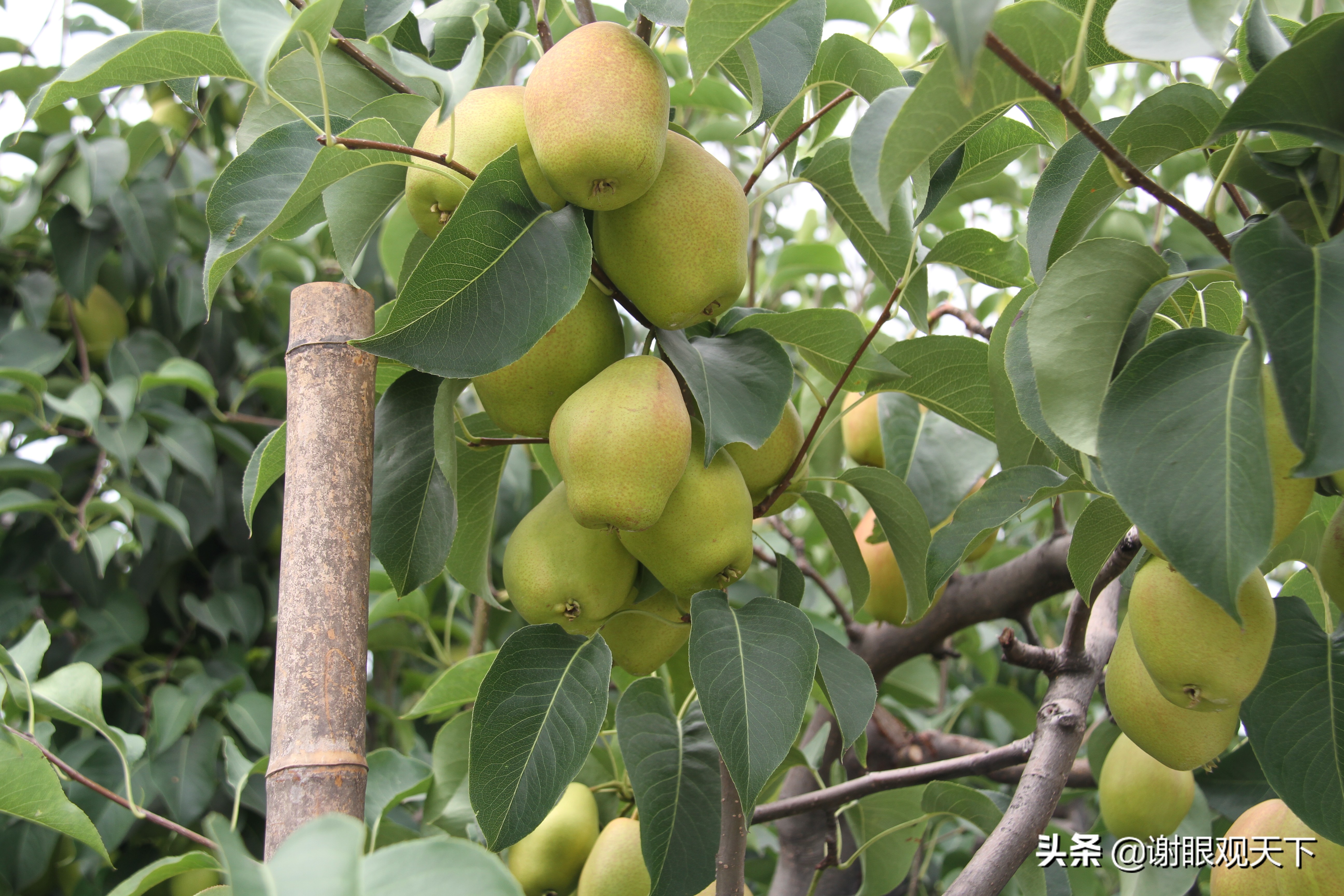 翘指齐赞嘉施利助力梨农品质高