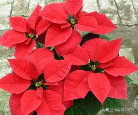 适合孕妇的室内绿植,家里有孕妇房间适合养什么植物