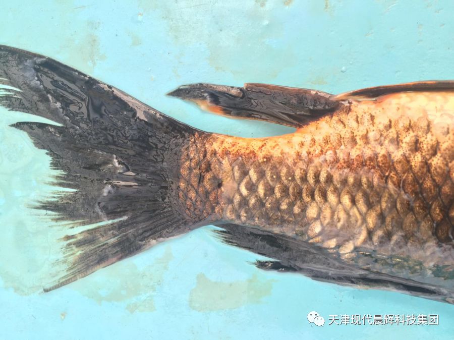 观赏鱼真菌病和细菌病的区别,观赏鱼真菌的症状